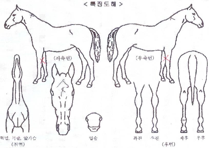 ±×·¹ÀÌÆ®¸¶·çÀÇ Ãø¸é,¿ì¸é,µÞ¸é,µÎ»ó,´Ù¸®ÀÇ Æ¯Â¡µµÇØ