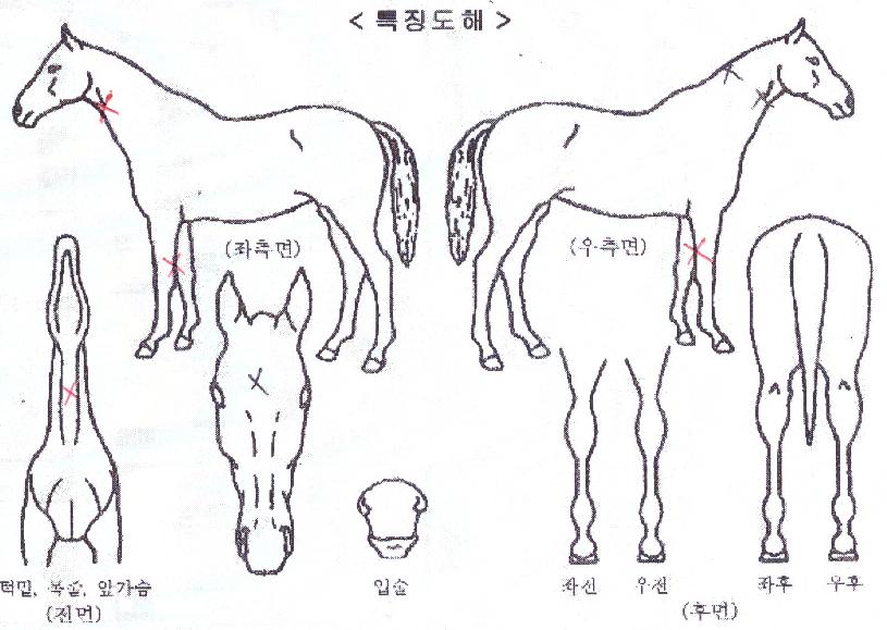 �򽺸����� ����,���,�޸�,�λ�,�ٸ��� Ư¡����