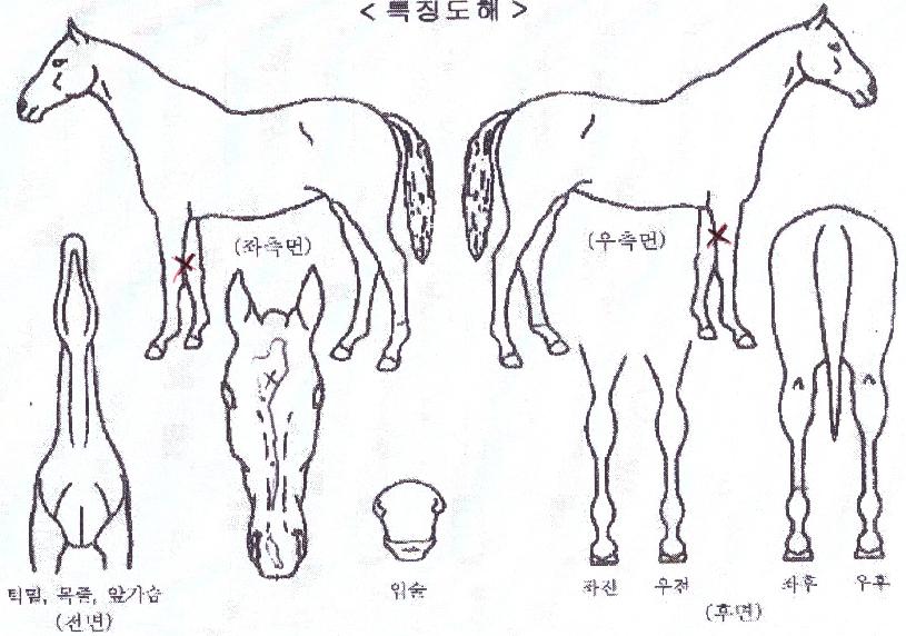 �����Ѽ����� ����,���,�޸�,�λ�,�ٸ��� Ư¡����