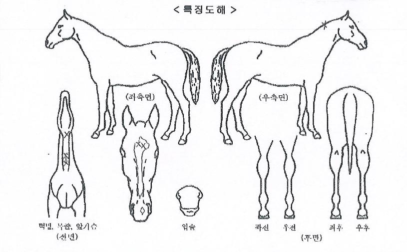 ������ŷ�� ����,���,�޸�,�λ�,�ٸ��� Ư¡����