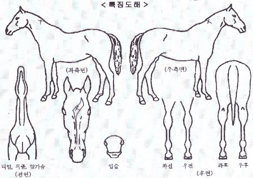 �б����巡���� ����,���,�޸�,�λ�,�ٸ��� Ư¡����