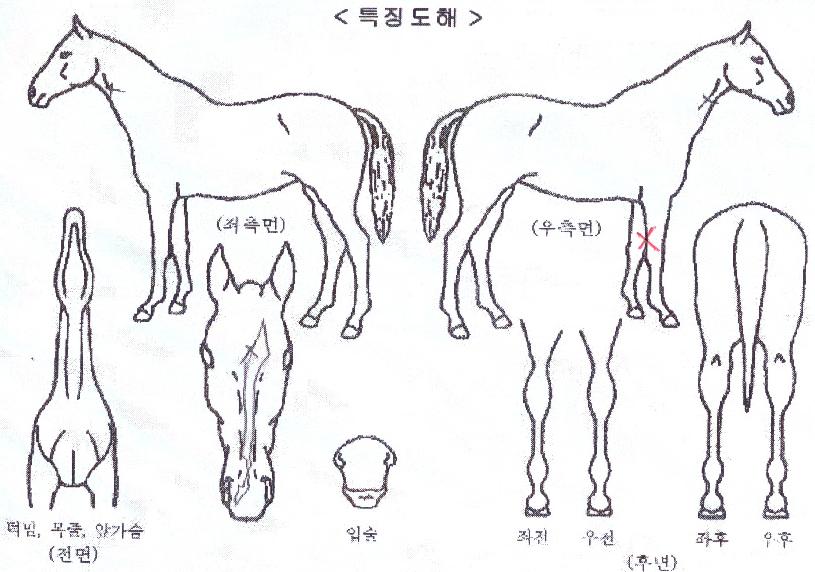 ���ɹ̶�Ŭ�� ����,���,�޸�,�λ�,�ٸ��� Ư¡����