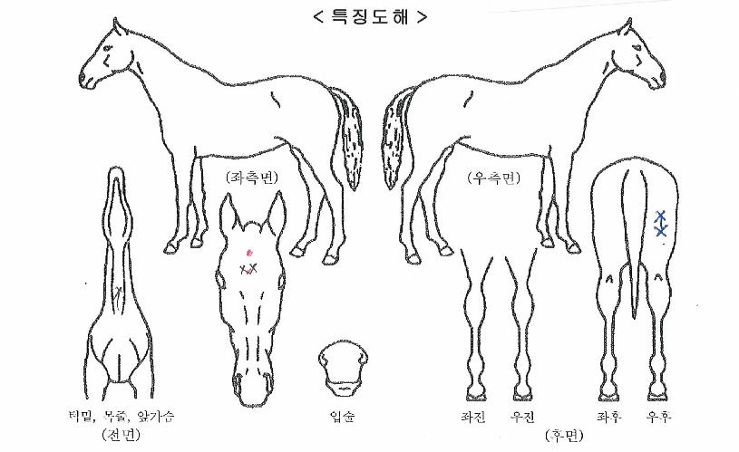 ¸¶¿îƾ¼±»þÀÎÀÇ Ãø¸é,¿ì¸é,µÞ¸é,µÎ»ó,´Ù¸®ÀÇ Æ¯Â¡µµÇØ