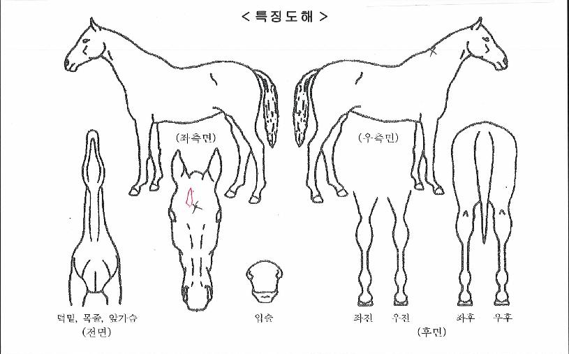 ���̿������� ����,���,�޸�,�λ�,�ٸ��� Ư¡����