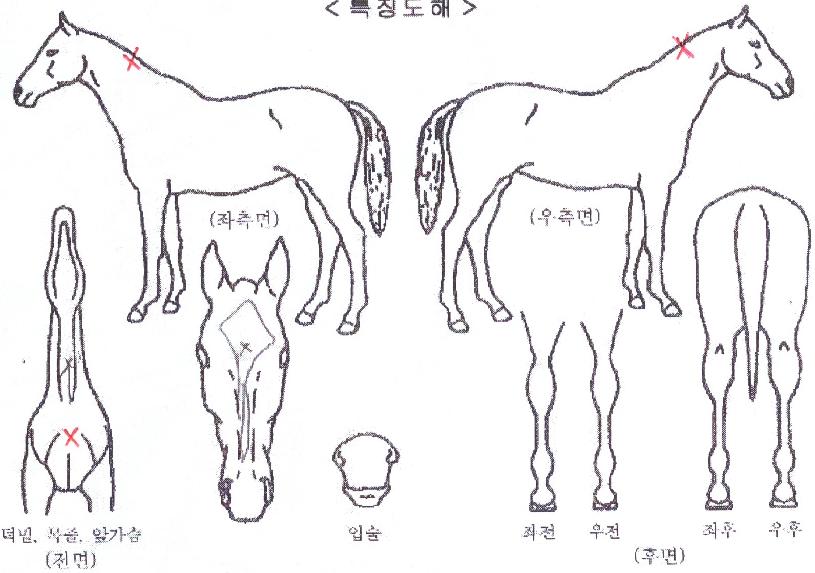 ����������� ����,���,�޸�,�λ�,�ٸ��� Ư¡����