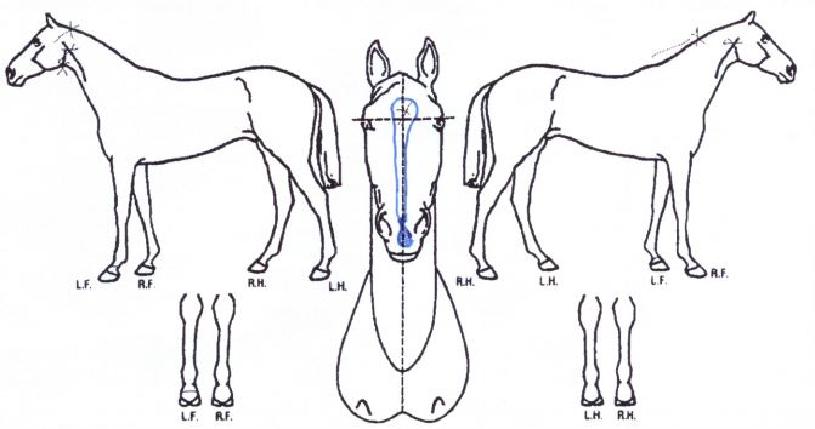 û´ãµå·¡°ïÀÇ Ãø¸é,¿ì¸é,µÞ¸é,µÎ»ó,´Ù¸®ÀÇ Æ¯Â¡µµÇØ