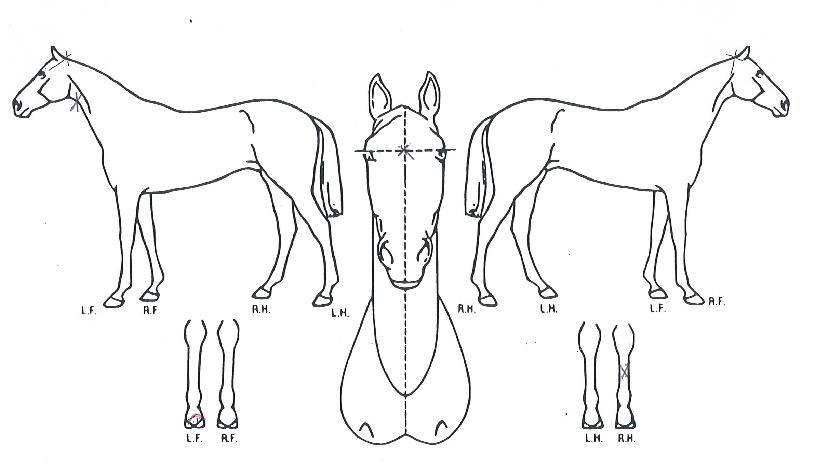 ��Ʈ��巡���� ����,���,�޸�,�λ�,�ٸ��� Ư¡����