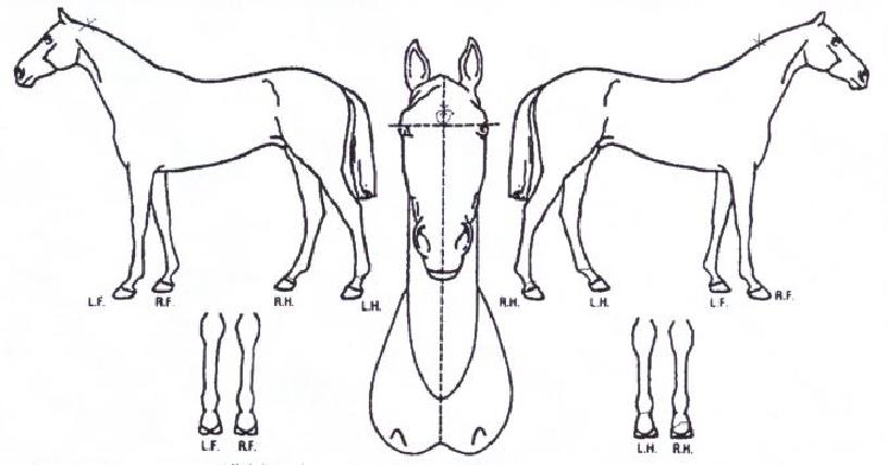 ¿ø´õµå·¡°ïÀÇ Ãø¸é,¿ì¸é,µÞ¸é,µÎ»ó,´Ù¸®ÀÇ Æ¯Â¡µµÇØ