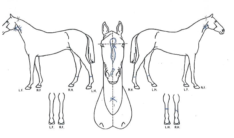 ���븶���� ����,���,�޸�,�λ�,�ٸ��� Ư¡����