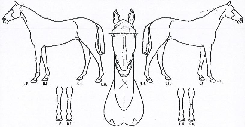 ¸¶ÀÌÆ¼Â¯ÀÇ Ãø¸é,¿ì¸é,µÞ¸é,µÎ»ó,´Ù¸®ÀÇ Æ¯Â¡µµÇØ