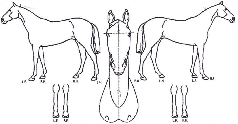 ��ī�̷�ȣ�� ����,���,�޸�,�λ�,�ٸ��� Ư¡����