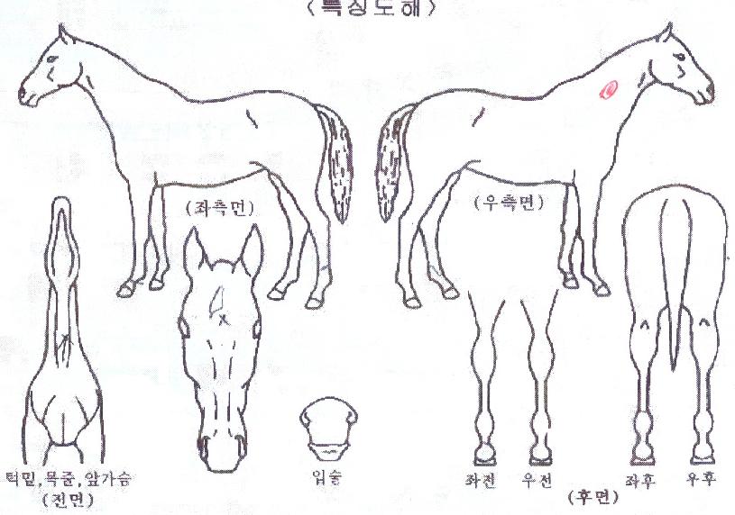 ���ǳʽ��� ����,���,�޸�,�λ�,�ٸ��� Ư¡����