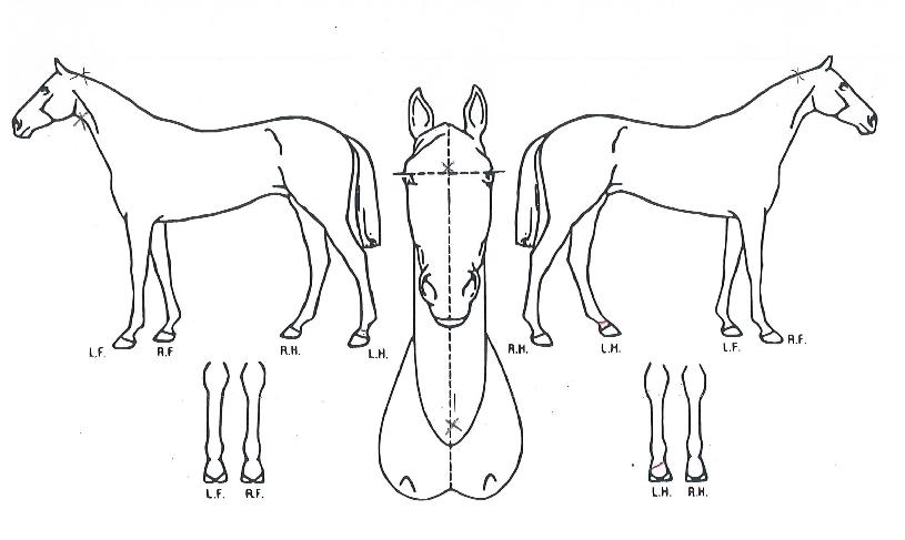 ¿ì¿Í¸¢ÀÇ Ãø¸é,¿ì¸é,µÞ¸é,µÎ»ó,´Ù¸®ÀÇ Æ¯Â¡µµÇØ