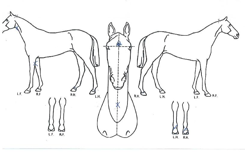 ������������� ����,���,�޸�,�λ�,�ٸ��� Ư¡����