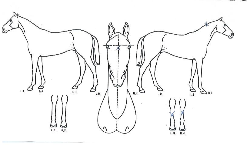 È÷¾î·Î·¹ÀüµåÀÇ Ãø¸é,¿ì¸é,µÞ¸é,µÎ»ó,´Ù¸®ÀÇ Æ¯Â¡µµÇØ