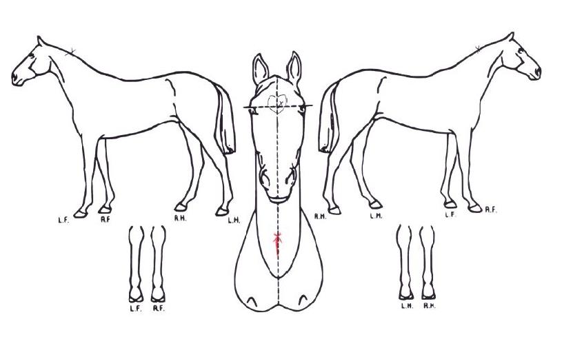 �Ѿ��� ����,���,�޸�,�λ�,�ٸ��� Ư¡����