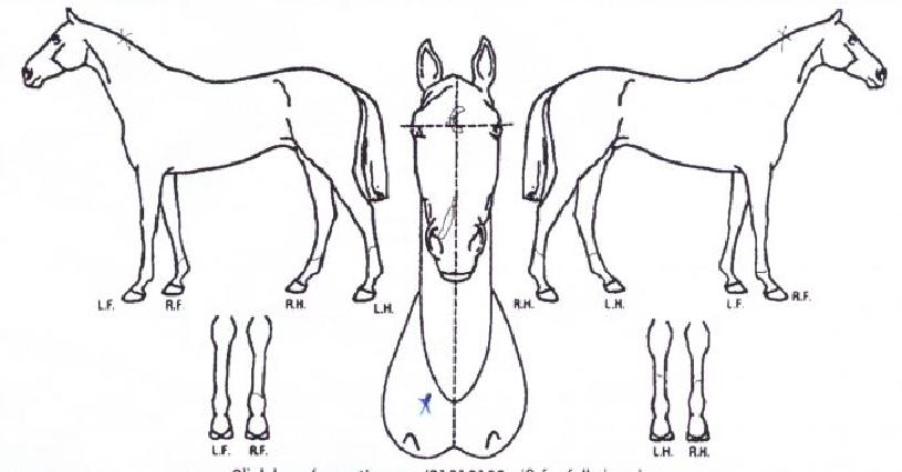 �ְ��ǲ��� ����,���,�޸�,�λ�,�ٸ��� Ư¡����