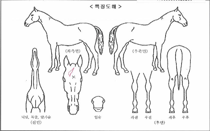 ·¹Àüµåºñ±äÀÚ¸¶ÀÇ Ãø¸é,¿ì¸é,µÞ¸é,µÎ»ó,´Ù¸®ÀÇ Æ¯Â¡µµÇØ