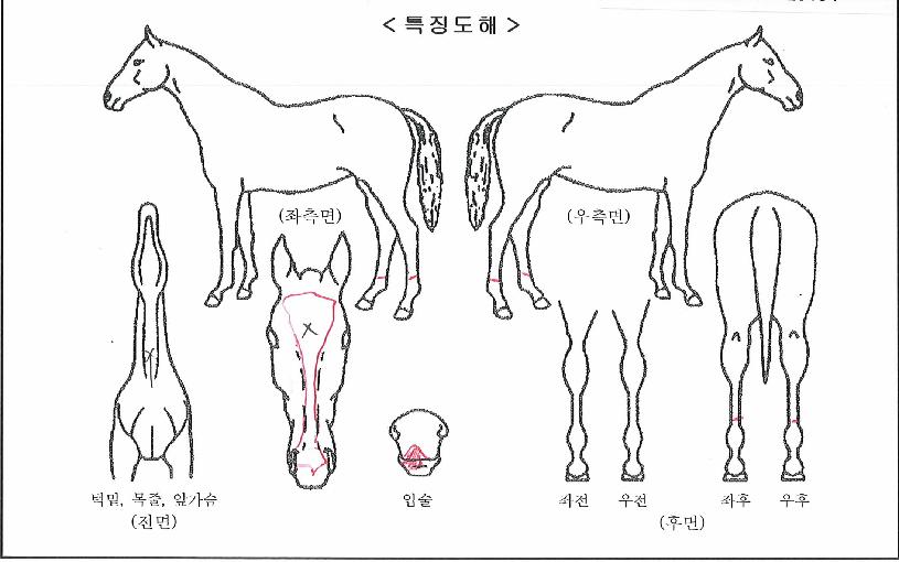 ���൹ǳ�� ����,���,�޸�,�λ�,�ٸ��� Ư¡����