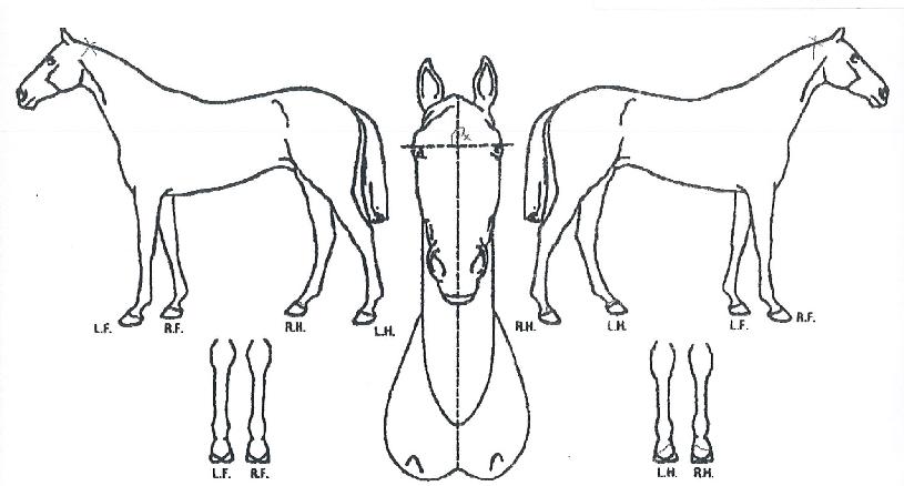 ĳ������ ����,���,�޸�,�λ�,�ٸ��� Ư¡����