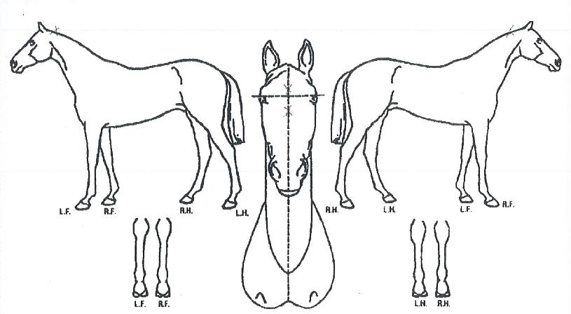 ½Ã½ºÅÍÁî·¹µðÀÇ Ãø¸é,¿ì¸é,µÞ¸é,µÎ»ó,´Ù¸®ÀÇ Æ¯Â¡µµÇØ