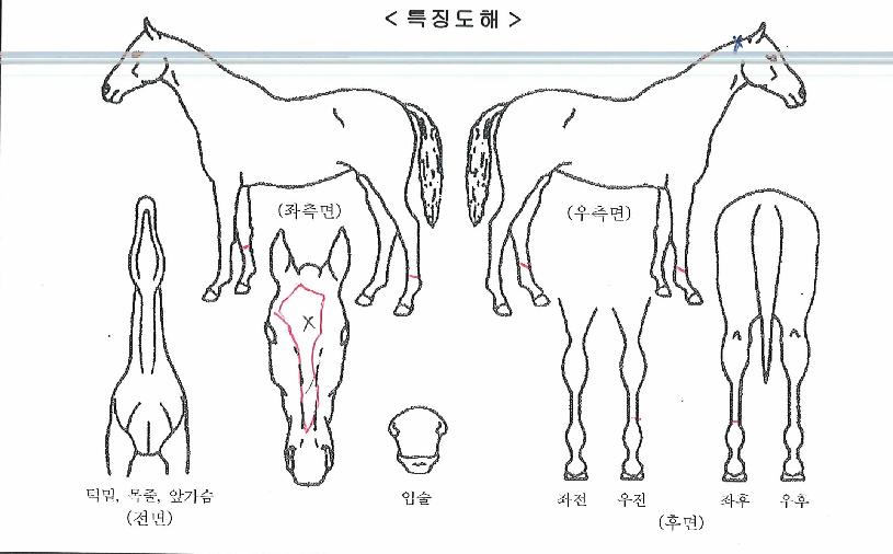 À§´õ½ºÀÇ Ãø¸é,¿ì¸é,µÞ¸é,µÎ»ó,´Ù¸®ÀÇ Æ¯Â¡µµÇØ