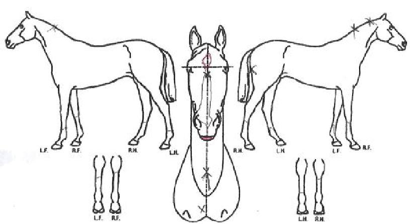 ����帮��������� ����,���,�޸�,�λ�,�ٸ��� Ư¡����