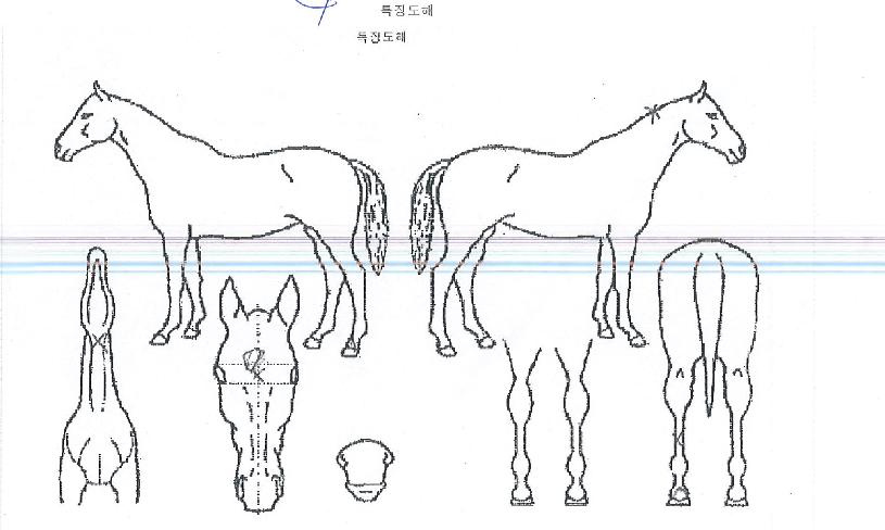 ½ºÆ÷¸£Â÷ÀÇ Ãø¸é,¿ì¸é,µÞ¸é,µÎ»ó,´Ù¸®ÀÇ Æ¯Â¡µµÇØ