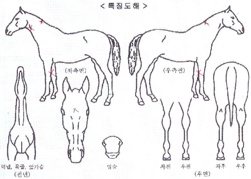 ¿µ±¤ÀÇŬ¸®¾îÀÇ Ãø¸é,¿ì¸é,µÞ¸é,µÎ»ó,´Ù¸®ÀÇ Æ¯Â¡µµÇØ