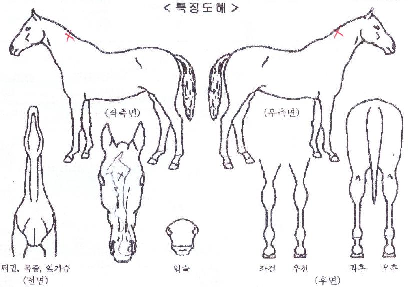 ¸ð¾î¾Øµå¸ð¾îÀÇ Ãø¸é,¿ì¸é,µÞ¸é,µÎ»ó,´Ù¸®ÀÇ Æ¯Â¡µµÇØ