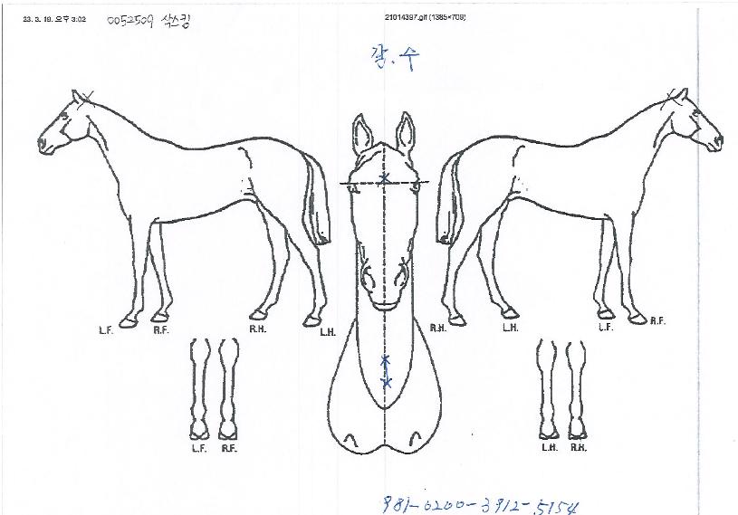 »è½ºÅ·ÀÇ Ãø¸é,¿ì¸é,µÞ¸é,µÎ»ó,´Ù¸®ÀÇ Æ¯Â¡µµÇØ