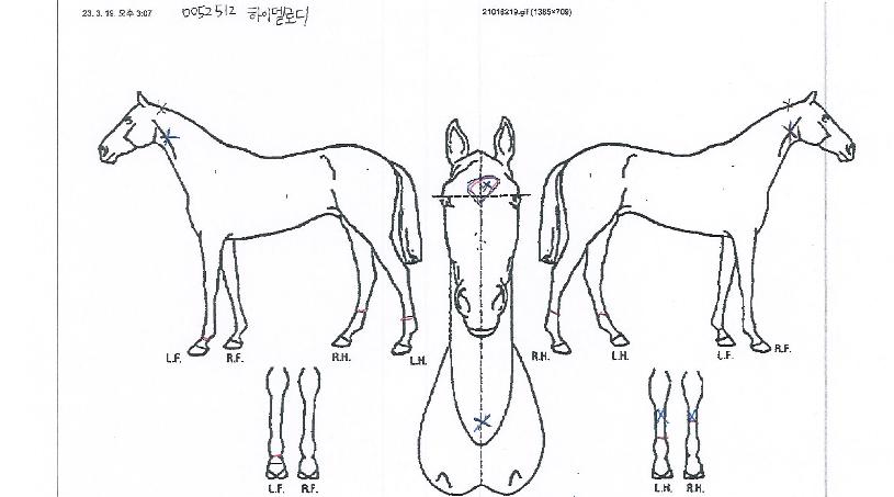 ���̸�ε��� ����,���,�޸�,�λ�,�ٸ��� Ư¡����