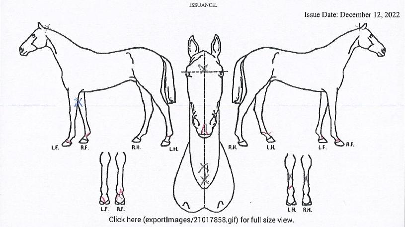 Ŭ¸²Æ®¿ùµåÀÇ Ãø¸é,¿ì¸é,µÞ¸é,µÎ»ó,´Ù¸®ÀÇ Æ¯Â¡µµÇØ
