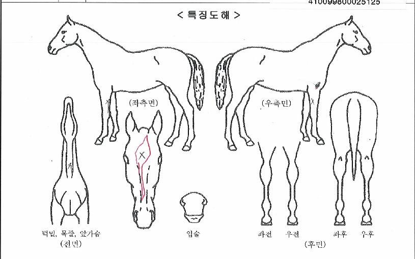 �н�Ʈ���� ����,���,�޸�,�λ�,�ٸ��� Ư¡����