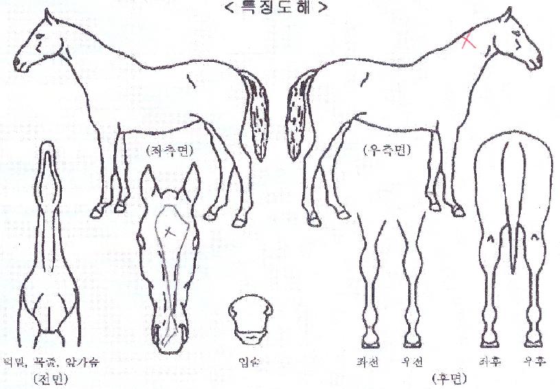 �ö��̰��� ����,���,�޸�,�λ�,�ٸ��� Ư¡����