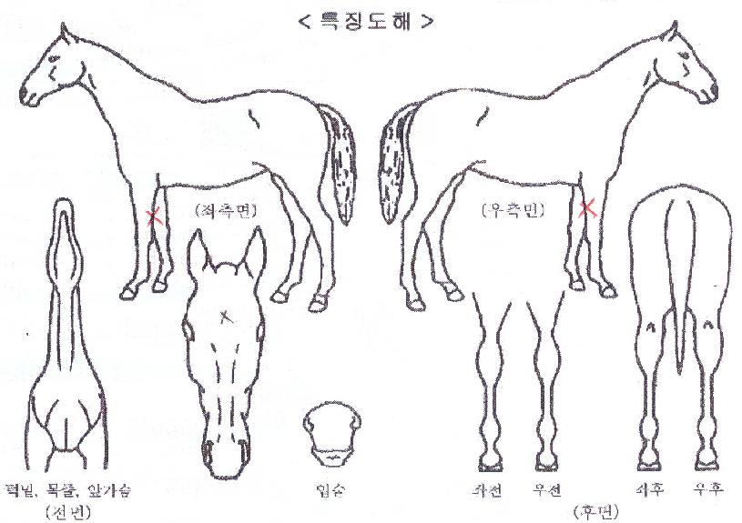 �ӽ�Ŷ���� ����,���,�޸�,�λ�,�ٸ��� Ư¡����