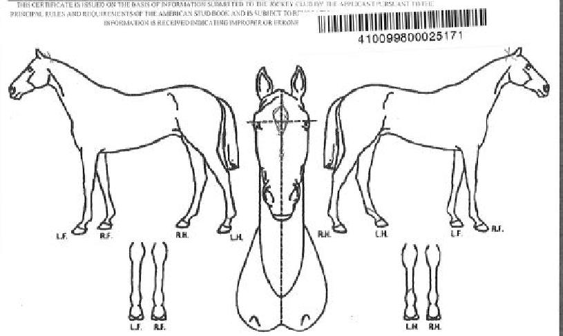 �����̹����� ����,���,�޸�,�λ�,�ٸ��� Ư¡����