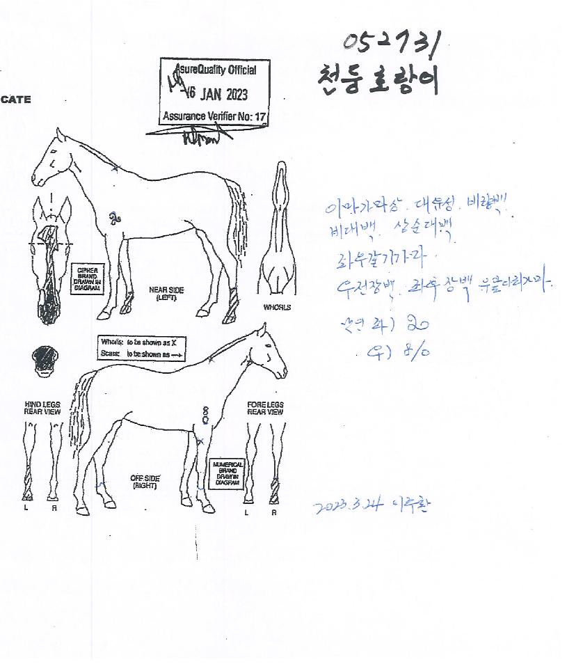 õµÕÈ£¶ûÀÌÀÇ Ãø¸é,¿ì¸é,µÞ¸é,µÎ»ó,´Ù¸®ÀÇ Æ¯Â¡µµÇØ