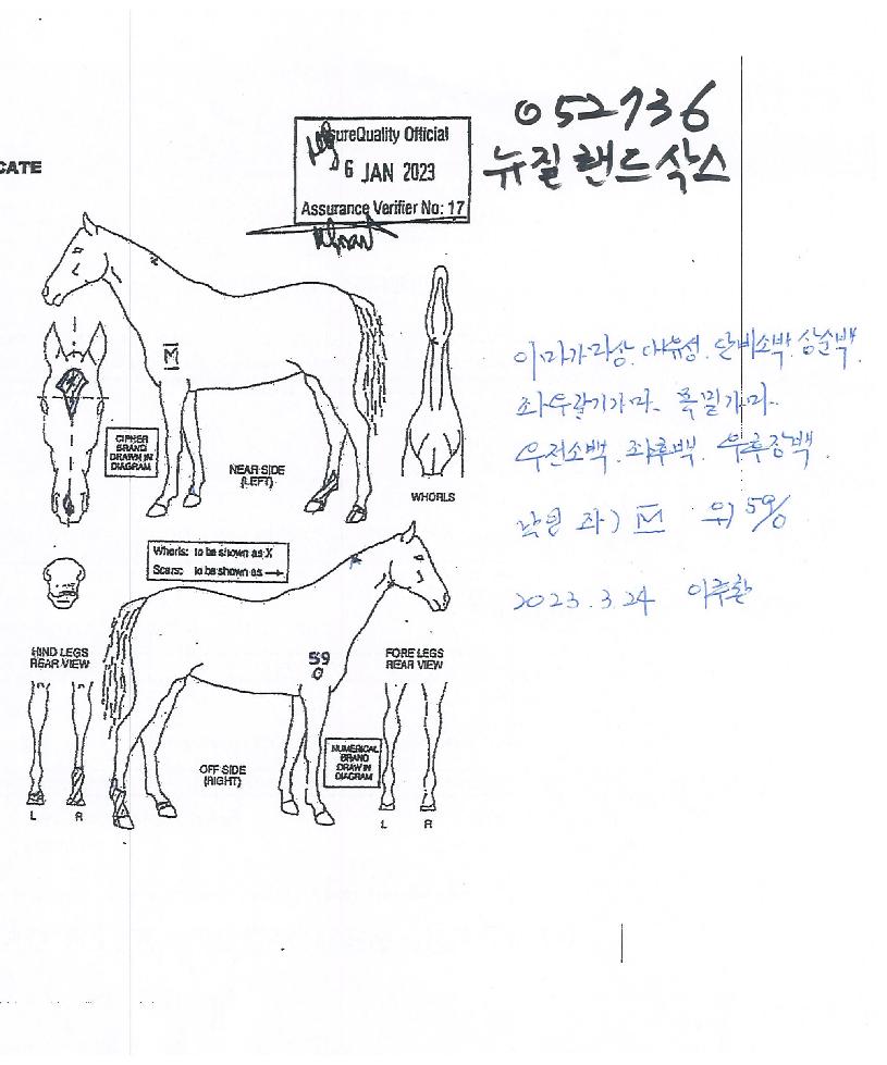 ´ºÁú·£µå»è½ºÀÇ Ãø¸é,¿ì¸é,µÞ¸é,µÎ»ó,´Ù¸®ÀÇ Æ¯Â¡µµÇØ