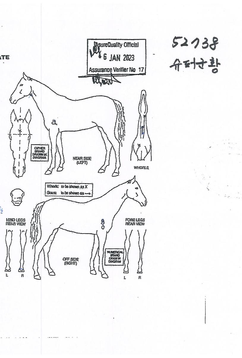 ½´ÆÛ±ºÈ²ÀÇ Ãø¸é,¿ì¸é,µÞ¸é,µÎ»ó,´Ù¸®ÀÇ Æ¯Â¡µµÇØ