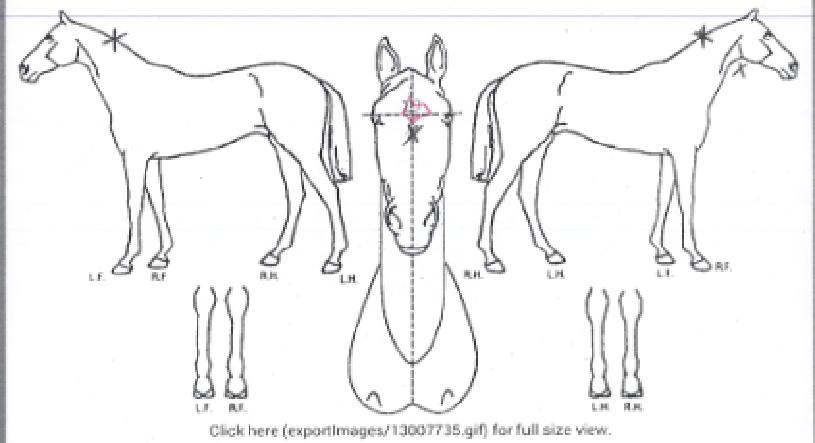 ·ç¾²¸®½ºÄ÷¸®Æ¼ÀÇ Ãø¸é,¿ì¸é,µÞ¸é,µÎ»ó,´Ù¸®ÀÇ Æ¯Â¡µµÇØ