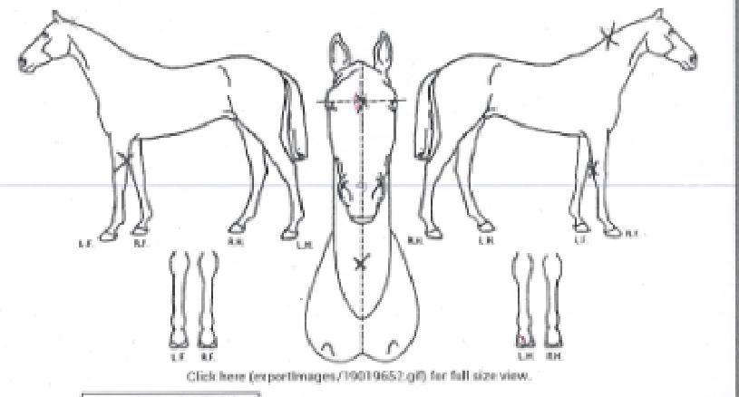 ¹¿Á÷ÀÇ Ãø¸é,¿ì¸é,µÞ¸é,µÎ»ó,´Ù¸®ÀÇ Æ¯Â¡µµÇØ