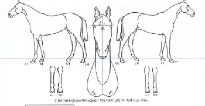 �񿣳���ε��� ����,���,�޸�,�λ�,�ٸ��� Ư¡����