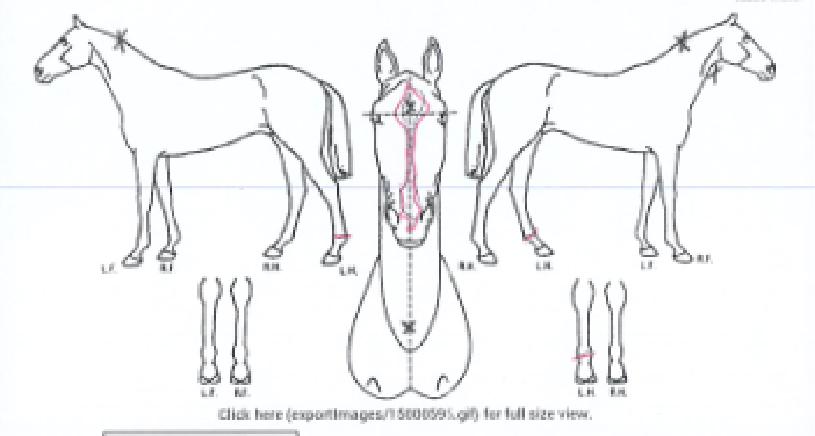 ¾Ë¸®Æ²½ÃÅ©¸´ÀÇ Ãø¸é,¿ì¸é,µÞ¸é,µÎ»ó,´Ù¸®ÀÇ Æ¯Â¡µµÇØ