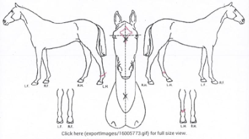 �������ī���� ����,���,�޸�,�λ�,�ٸ��� Ư¡����