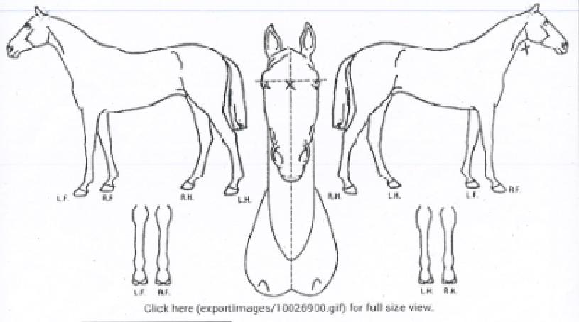 �̸������� ����,���,�޸�,�λ�,�ٸ��� Ư¡����