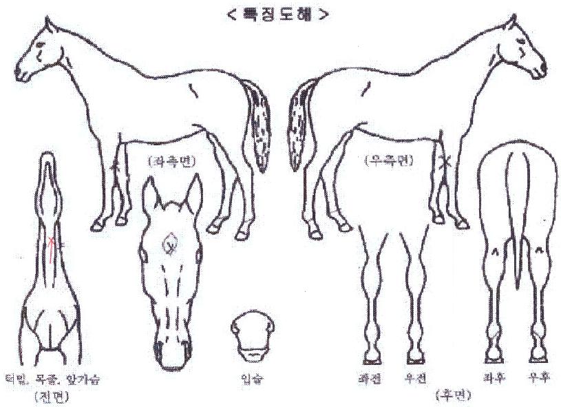 ĳ��ŷ�� ����,���,�޸�,�λ�,�ٸ��� Ư¡����