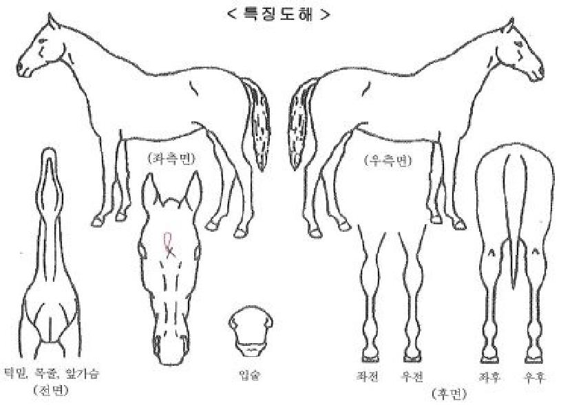 ����� ����,���,�޸�,�λ�,�ٸ��� Ư¡����