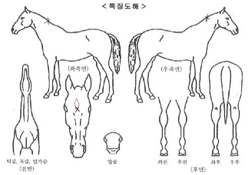 ���̹̽�ġ���� ����,���,�޸�,�λ�,�ٸ��� Ư¡����