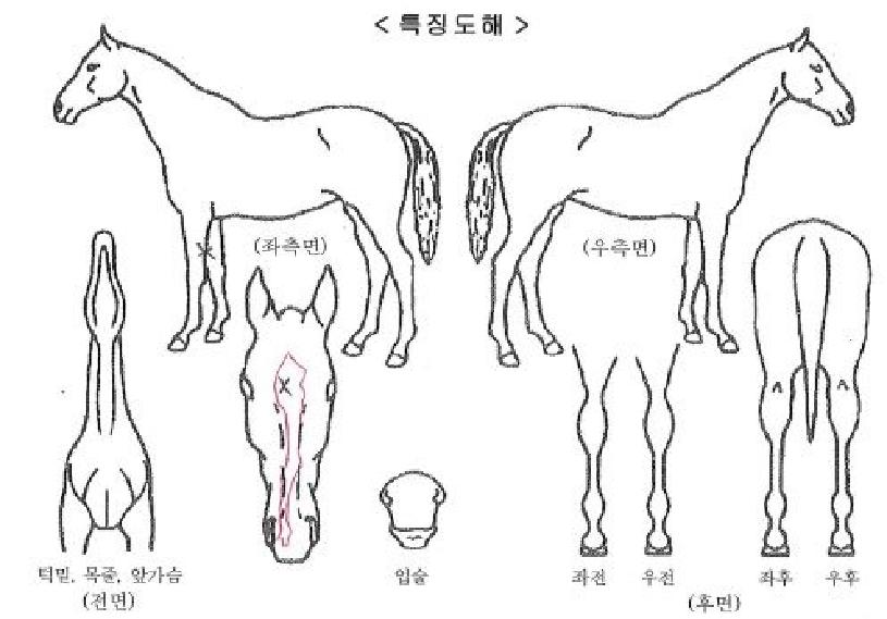 ÃʰÝÂ÷ÀÇ Ãø¸é,¿ì¸é,µÞ¸é,µÎ»ó,´Ù¸®ÀÇ Æ¯Â¡µµÇØ